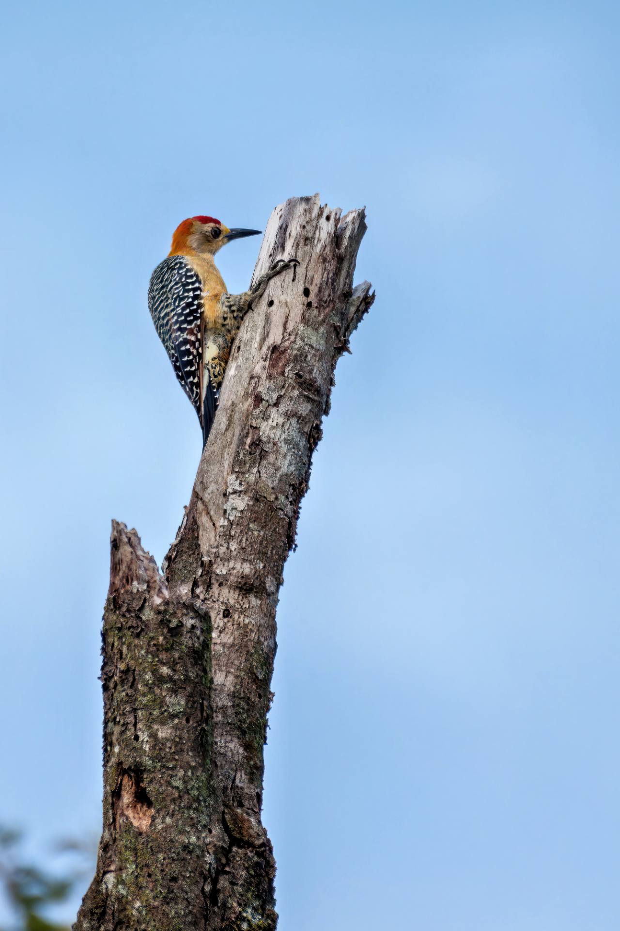 Hoffmannspecht (Melanerpes hoffmannii)